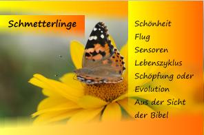 0-Schmetterling-logo1