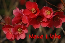 Neue Liebe
